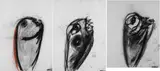Michael Mulcahy, FISH HEADS (SET OF THREE)