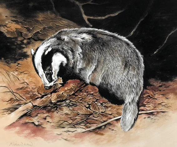 BADGER FEEDING by Richard Ward, watercolour and gouache on tinted paper, sold Jun 2005