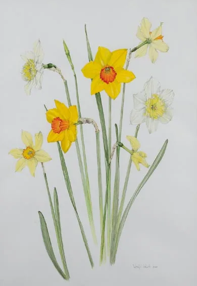DAFFODILS by Wendy F. Walsh, watercolour over pencil, sold Sep 2005