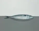 Comhghall Casey, MACKEREL