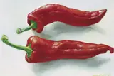 Maeve McCarthy, SWEET POINTED PEPPERS I