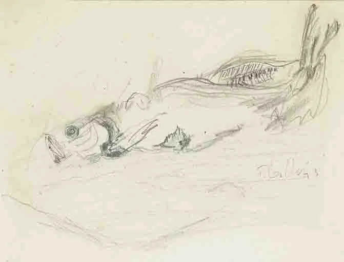 Patrick Collins, FISH, pencil on paper