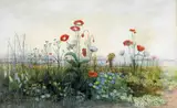 Andrew Nicholl, POPPIES, OX-EYE DAISIES AND DANDELIONS AT THE EDGE OF A FIELD, WITH CARLINGFORD LOUGH AND THE TOWN OF ROSTREVOR IN THE DISTANCE