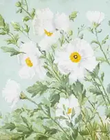 Mabel Young, WHITE LENTEN ROSES