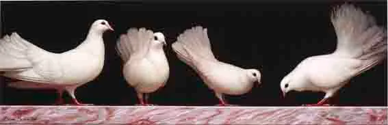 Brian McCarthy, WHITE FAN-TAIL PIGEONS, oil on canvas