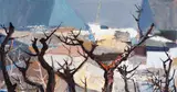 Kenneth Webb, THORN LANDSCAPE