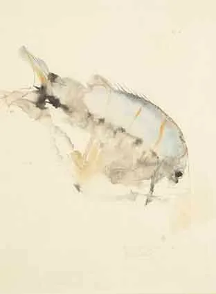 TROPICAL FISH, BERMUDA by Barrie Cooke, watercolour on ruled graph paper, offered Sep 2003