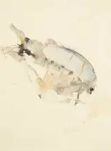 Barrie Cooke, TROPICAL FISH, BERMUDA