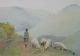 Eileen Murray, KASHMIRI SHEPHERD