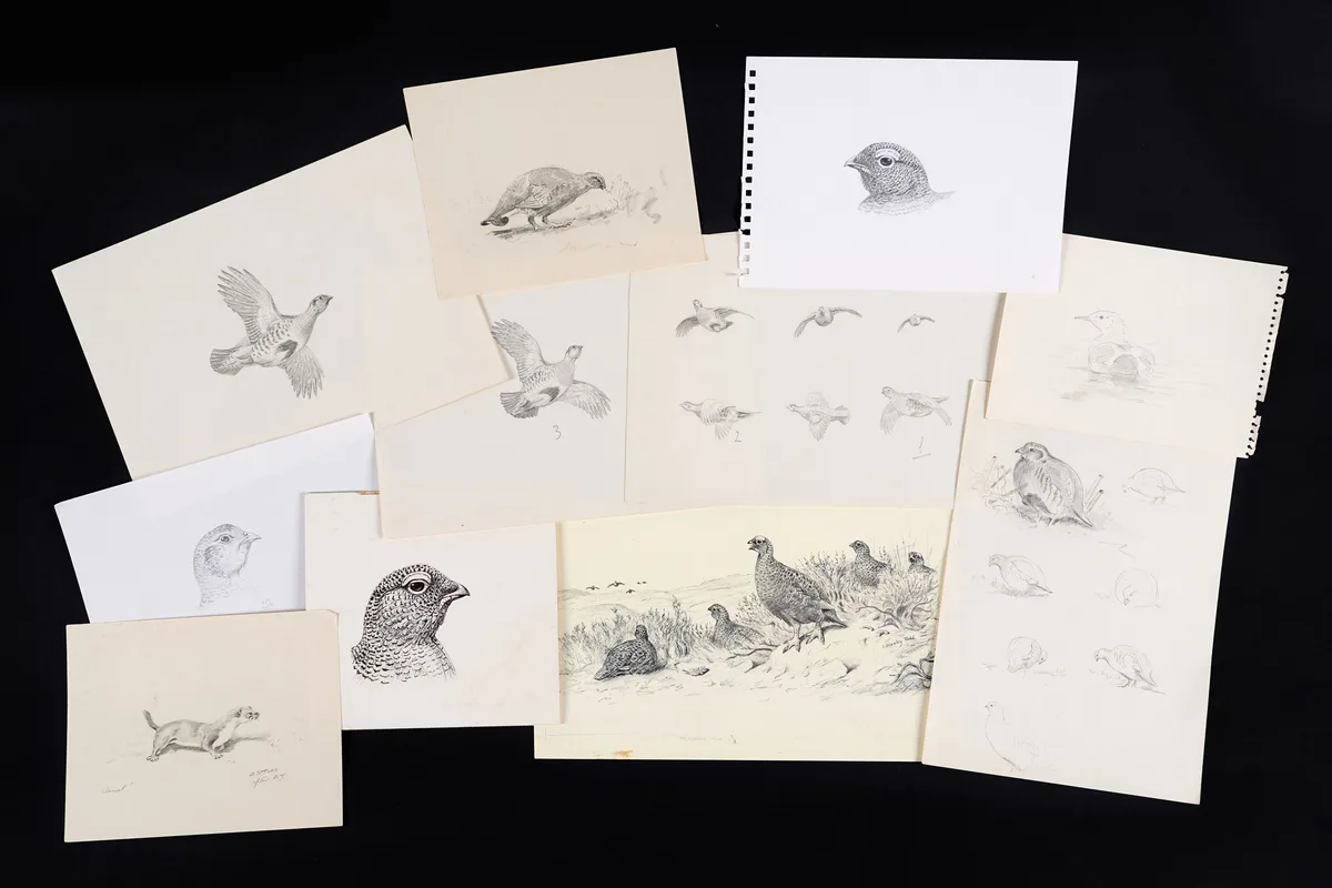 A collection of sketches of Scottish wildlife by Charles Stanley Todd, pencil and pen, sold Jun 2026