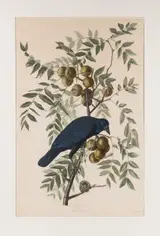 John James Audubon, American Crow