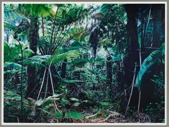 Thomas Struth, Paradise 34, The Big Island, Hawai'ian Islands 2006, 2006, Chromogenic print, front side laminated on acry...
