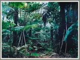 Thomas Struth, Paradise 34, The Big Island, Hawai'ian Islands 2006, 2006, Chromogenic print, front side laminated on acry...