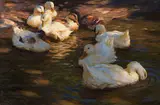Alexander Koester, 9 Enten im Abendlicht, Um 1910, Oil on canvas