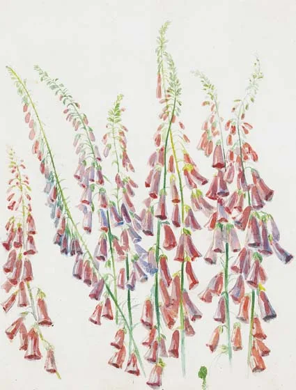 FOXGLOVE - A STUDY by Andrew Nicholl, watercolour, sold Feb 2004