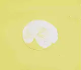 Louis le Brocquy, LEMON WITH YELLOW BACKGROUND
