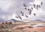 Robert W. Milliken, AN ARRIVAL OF WHITE FRONT IN THE RAIN