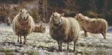THE LONG THAW, Whyte's 2002