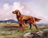 Anne Primrose Jury, IRISH SETTERS