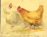 William Bingham McGuinness, STUDY OF HENS