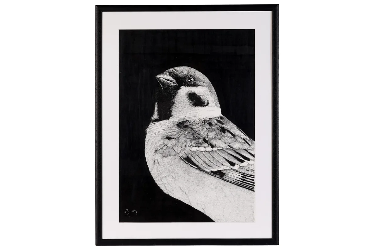 Christian Alexander Bailey, Tree Sparrow, ink and pen