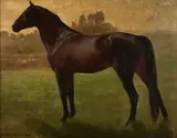 Gutzon Borglum, A Dark Bay Horse, oil on canvas