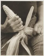 Jed Devine, Corn,, Palladium print on rice paper; signed 'Jed Devine' in pencil lower right