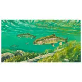Mike Stidham, Madison River Brown Trout, oil on Masonite