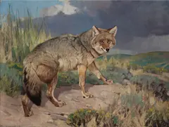 Carl Rungius, Prairie Wolf, oil on canvas