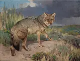 Carl Rungius, Prairie Wolf, oil on canvas