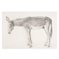 Claudio Bravo, Burro Viejo, 2005, graphite on paper