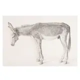 Claudio Bravo, Burro Viejo, 2005, graphite on paper