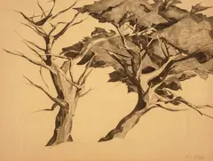 Francis McComas, Monterey Trees, charcoal and pencil on paper