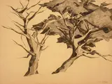 Francis McComas, Monterey Trees, charcoal and pencil on paper