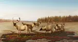 William Jacob Hays, Caribou, oil on canvas