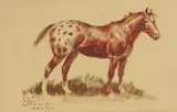 Ace Powell, Appaloosa Horse