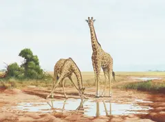 Harry E. Antis, Two Giraffes, watercolor and gouache on paper