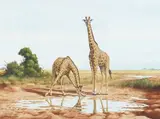 Harry E. Antis, Two Giraffes, watercolor and gouache on paper