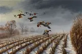 David Maass, Last of the Season, Mallards