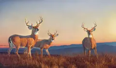 Nancy Glazier, Three Stags at Sunset, oil on canvas