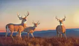 Nancy Glazier, Three Stags at Sunset, oil on canvas