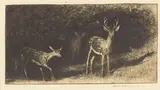 Edward Borein, Untitled (Bucking Horse); Black Tail Deer (not in Galvin; Galvin 284), n.d., Two etchings on wove and laid paper, one signed in pencil, one signed in ink by the artist and his wife and dedicated 'Laila Barbara Ceal 1926'