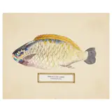 Albertus Hutchinson Baldwin, Honolulu Fish Exhibit (a set of thirty-four works), circa 1904, watercolor on illustration board, each matted and contained in two turquoise cloth-covered boards