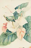 Shirley Ximena Hopper Russell, Study for Anthuriums; Anthuriums, c. 1940 (a group of two), circa 1940, watercolor on paper
