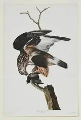 John James Audubon, Rough legged Falcon, Pl. CLXVI
