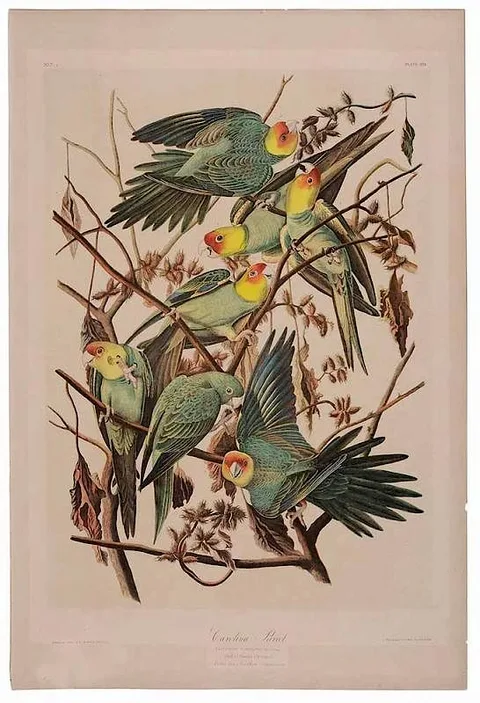 Carolina Parrot", plate 278, from [Birds of America] by John James Audubon, 1860, chromolithograph on paper, sold Jan 2017
