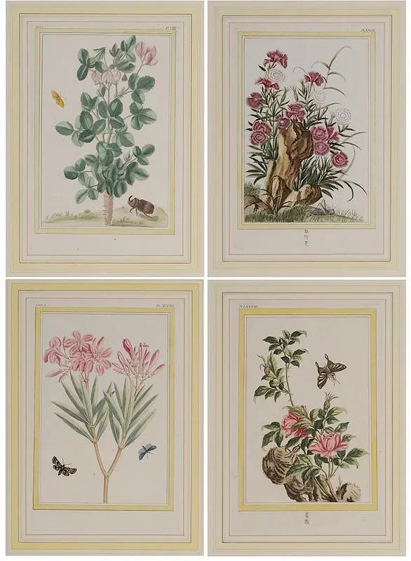 Four rare botanical prints: Plates VIII, LXXXIII,XCVIII, XXVII, from [Collection Précieuse et Enluminée des fleurs les plus Belles et les plus Curieuses, qui se cultivent tant dans les jardins de la Chine que dans ceux de l'Europe [Precious and Illuminated Collection of the Most Beautiful and the Most Peculiar Flowers Cultivated in the Gardens of China and in Those of Europe], Paris by Pierre Joseph Buchoz, 1776, handcolored engravings on paper, sold Sep 2016