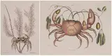 Mark Catesby, Purple Land Crab, T.32, and Atlantic Ghost Crab, T.35, two works from [The Natural History of Carolina, Florida and The Bahama Islands]