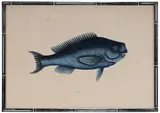Mark Catesby, [Novacula], T.18, from The Natural History of Carolina, Florida and The Bahama Islands, 18th century edition