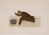 Mark Catesby, Hawksbill Sea Turtle, T.39, from [The Natural History of Carolina, Florida and The Bahama Islands]
